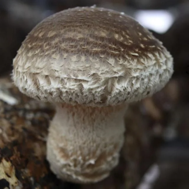 송이 송화고 버섯 고송 표고 1kg mushroom 명절 추석 단체