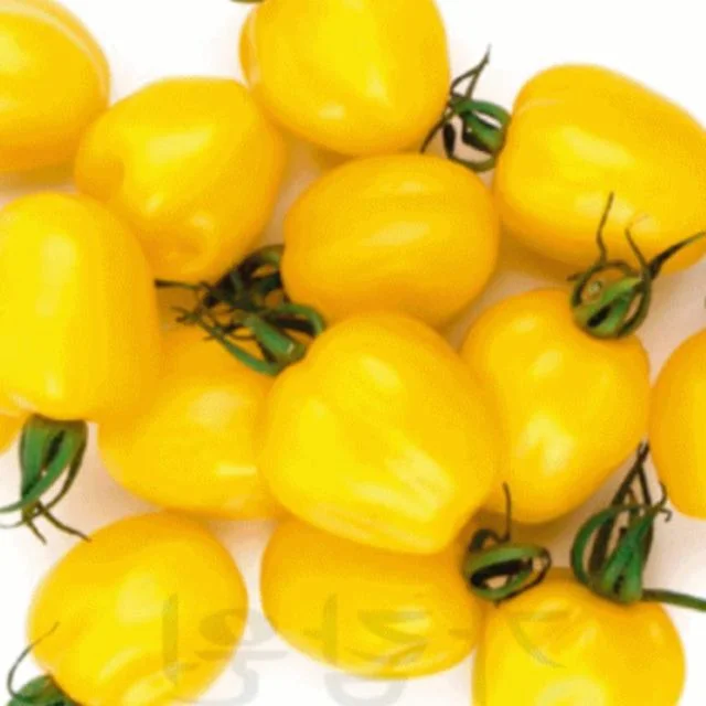 씨앗 노랑 토마토 방울 채소 종자 야채 10알 Yellow apple tomato