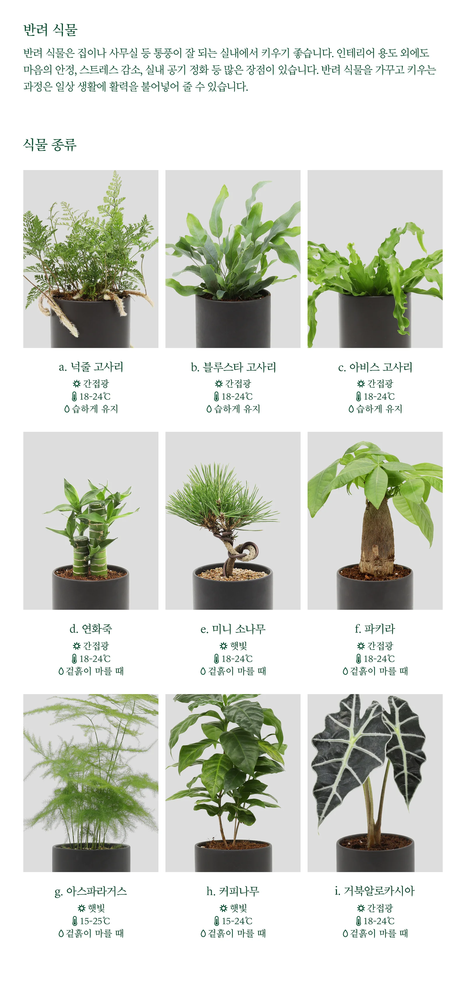 개업선물 화분 실내 반려식물 데스크 인테리어 식물 화분 상세2