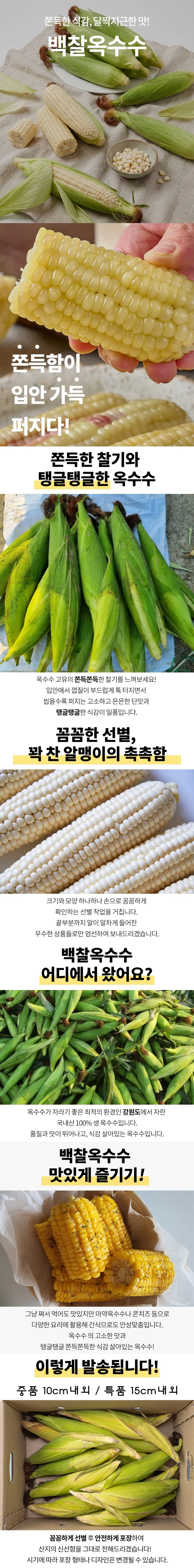 백찰옥수수 특품 15개 상세1