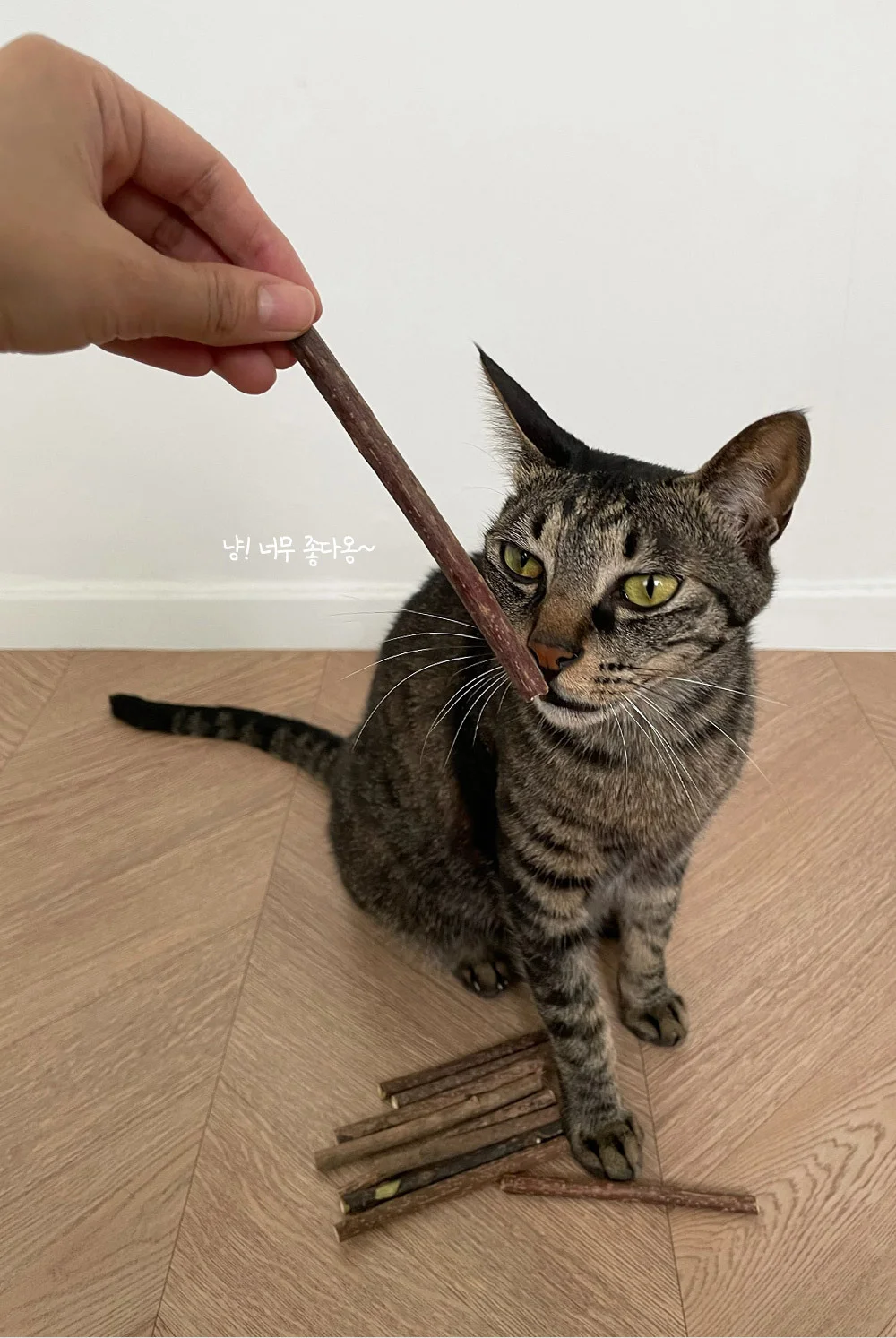 뚜또가또 고양이 마따따비 스틱 10개입 상세3