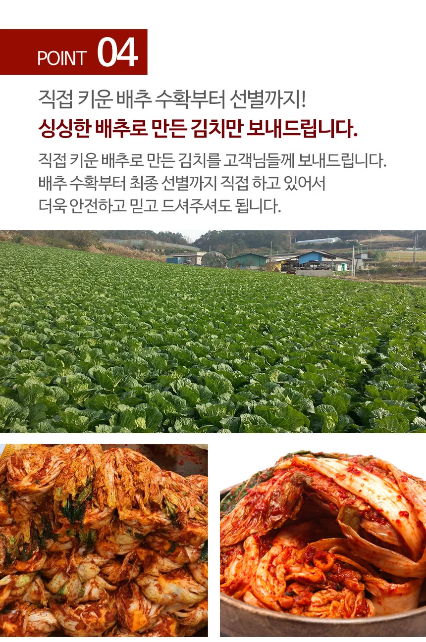 전라도 직접수확 얼갈이김치 3kg (100% 국산재료) 상세5
