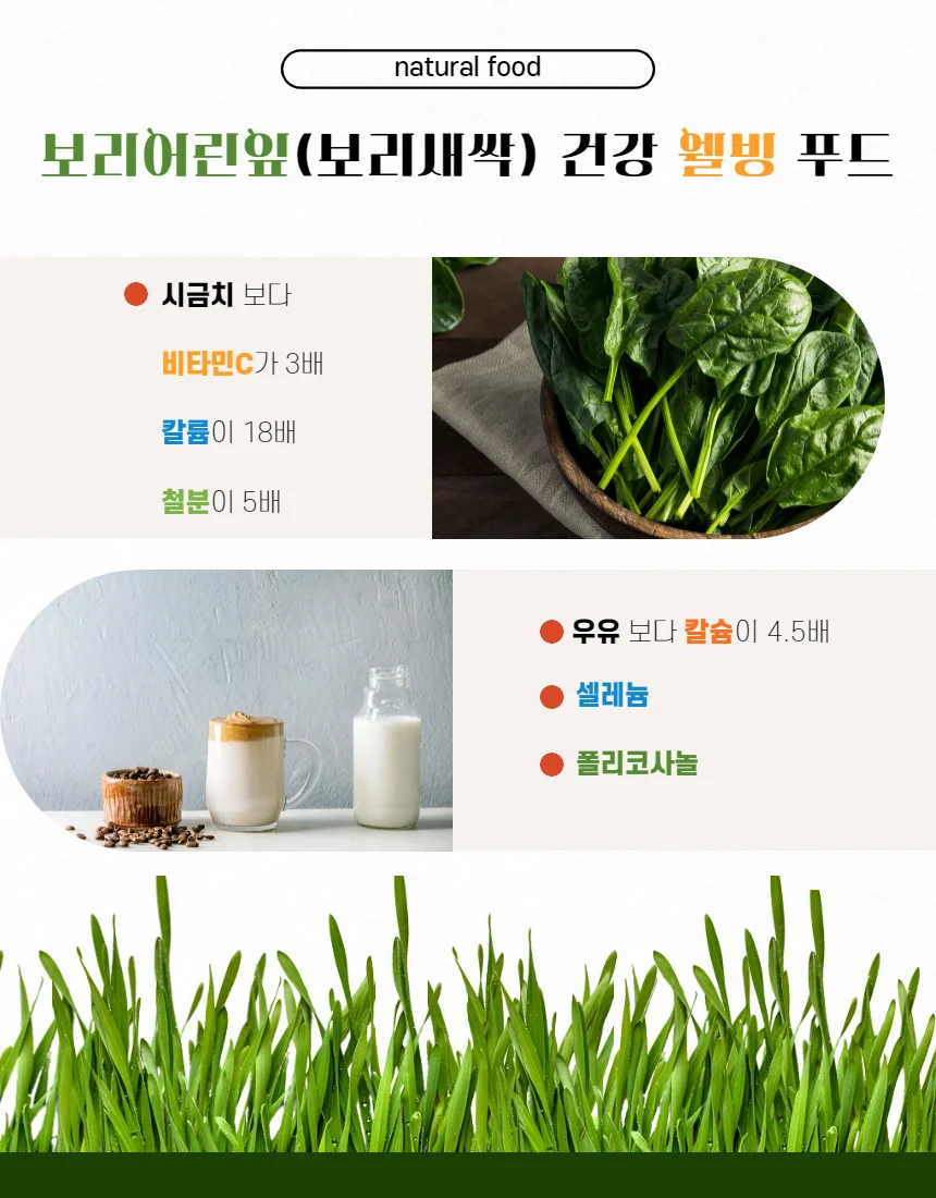 보리순/새싹보리/보리새싹분말 200g 국내산 상세3