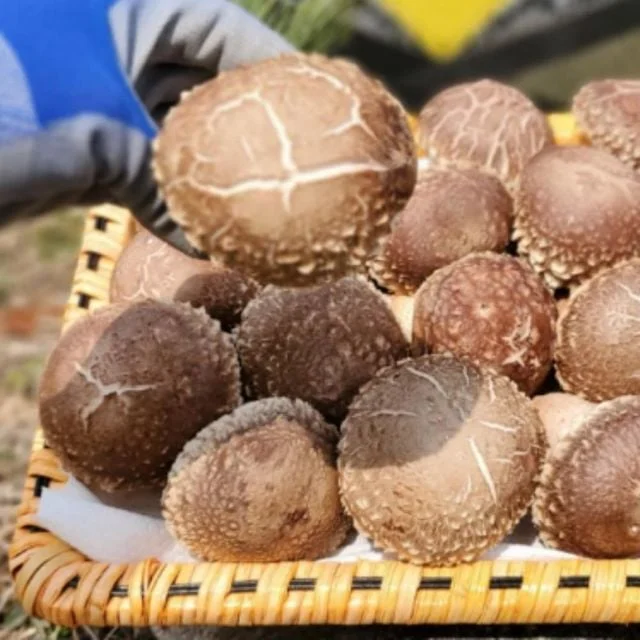 충북 VVIP 산지 송화 버섯 무농약 증평 선물 세트 1.8kg pine mushroom