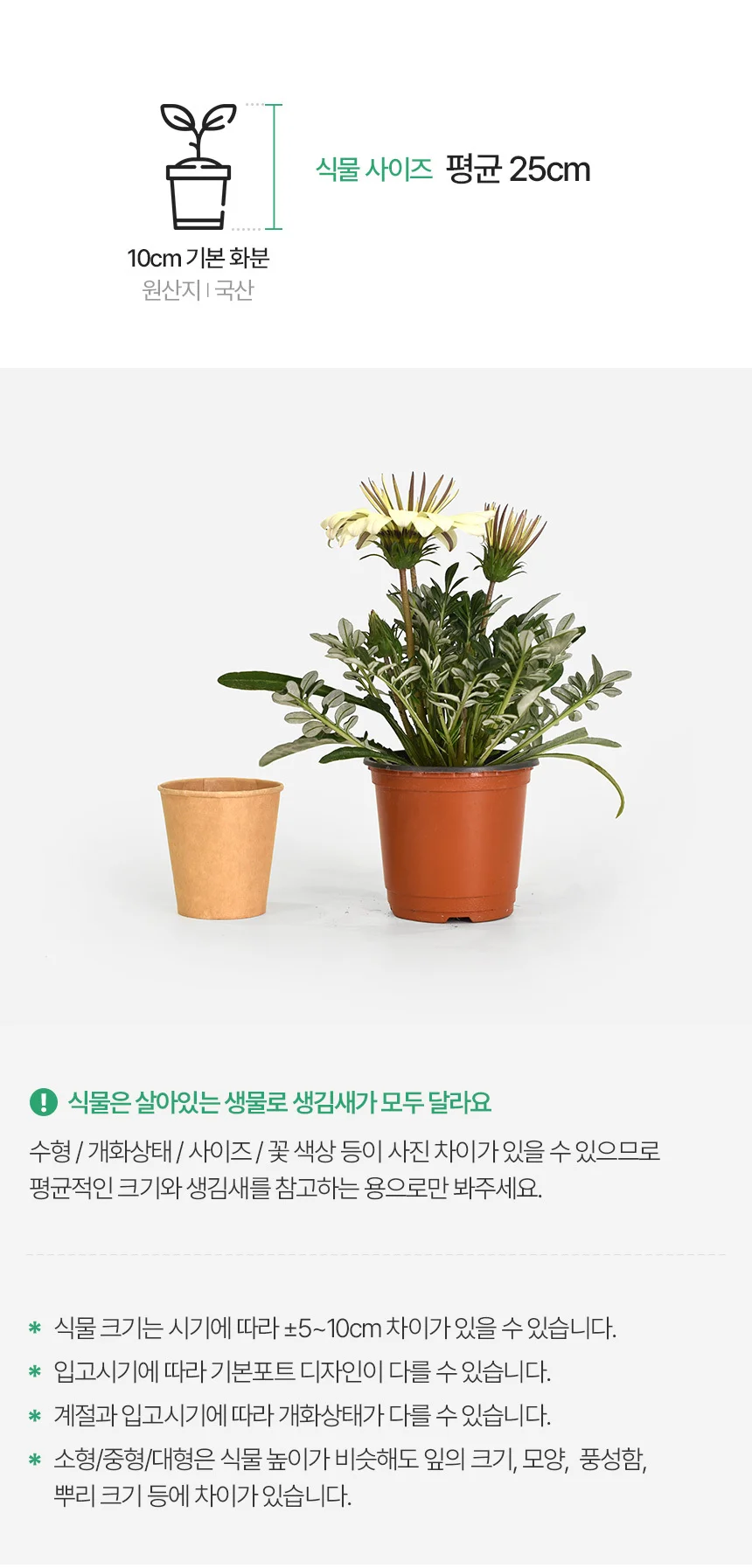 가자니아 (소형) 상세3