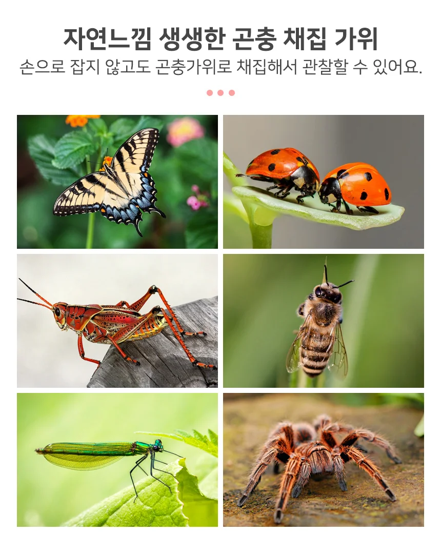 곤충채집 관찰 가위(대) 상세4