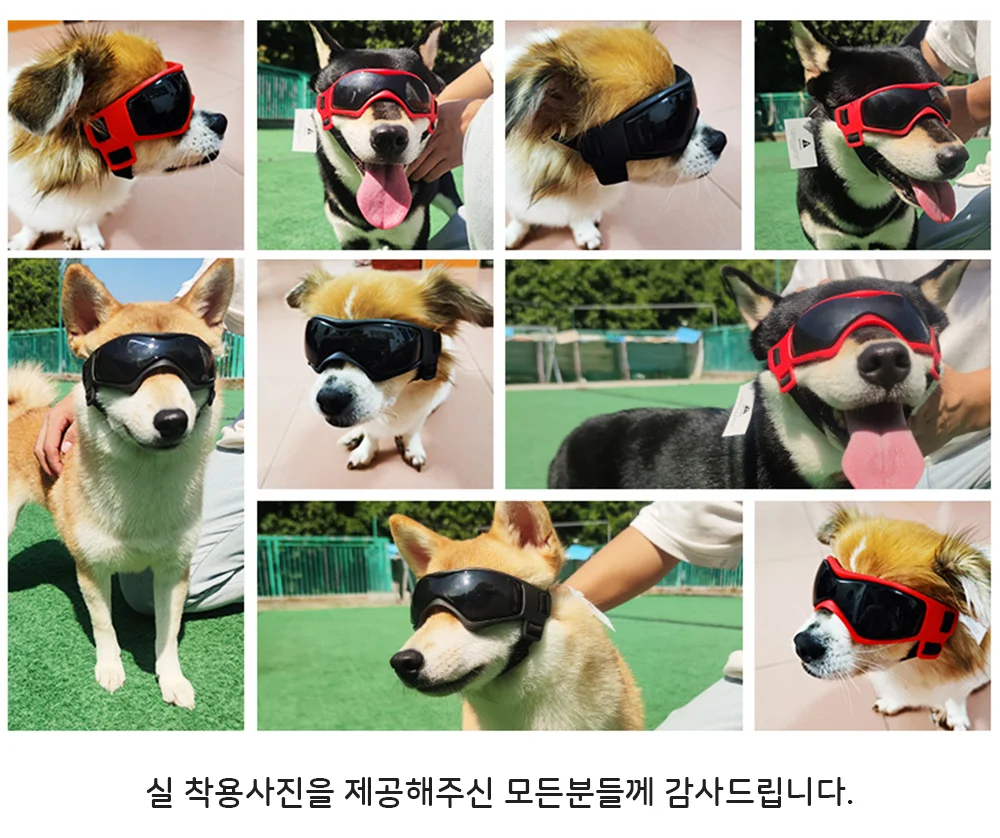 강아지고글 애견 선글라스 강아지 안경 눈보호 상세4