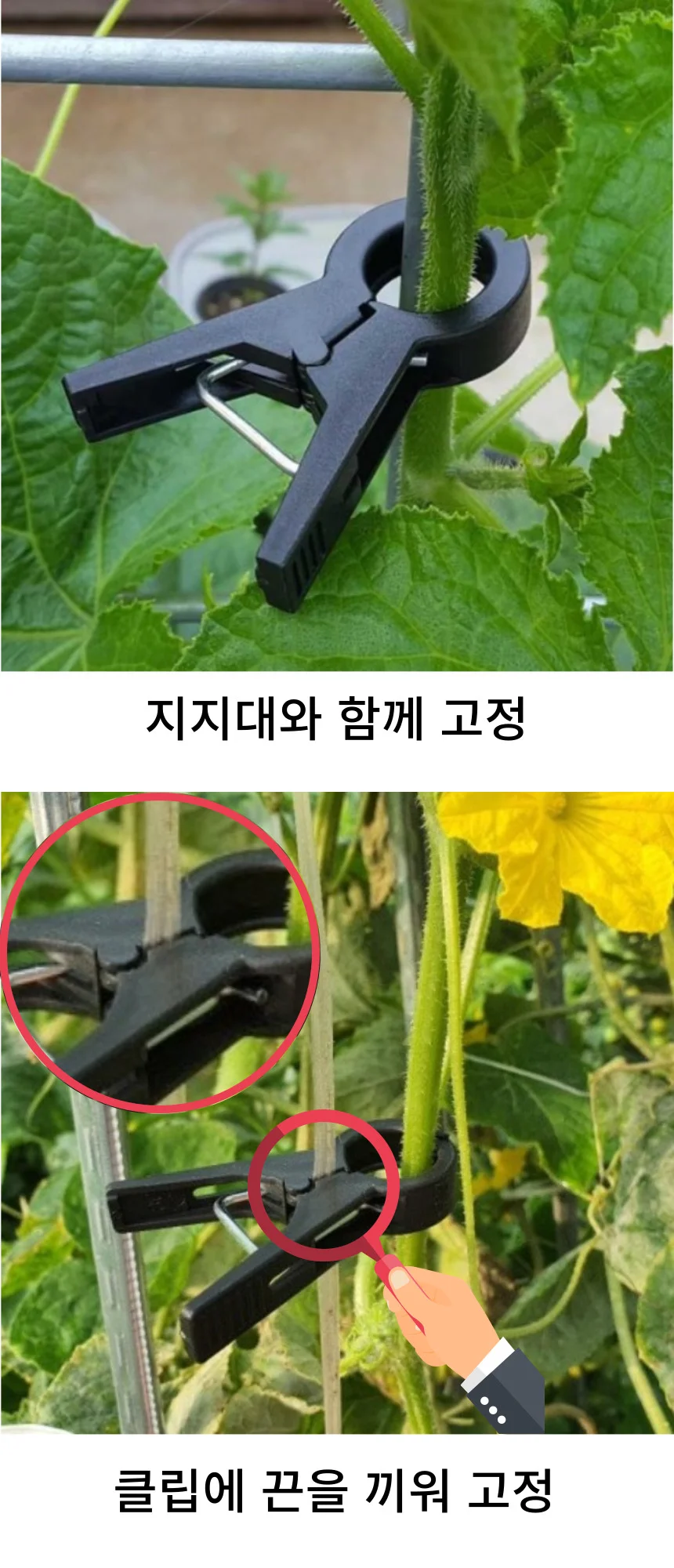 1.2cm 오이집게 수세미 멜론 수박집게 작물유인 집게 상세3