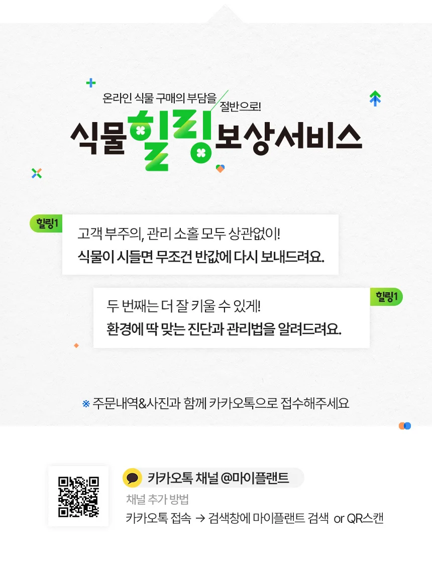 페다타 고사리 (소형) 상세5