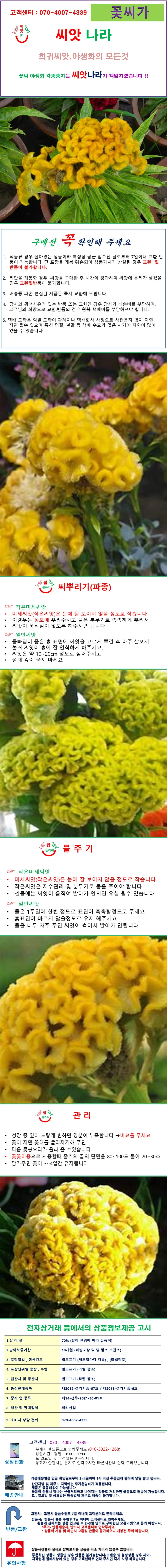 맨드라미 노랑 산호형 씨앗 10립 상세1