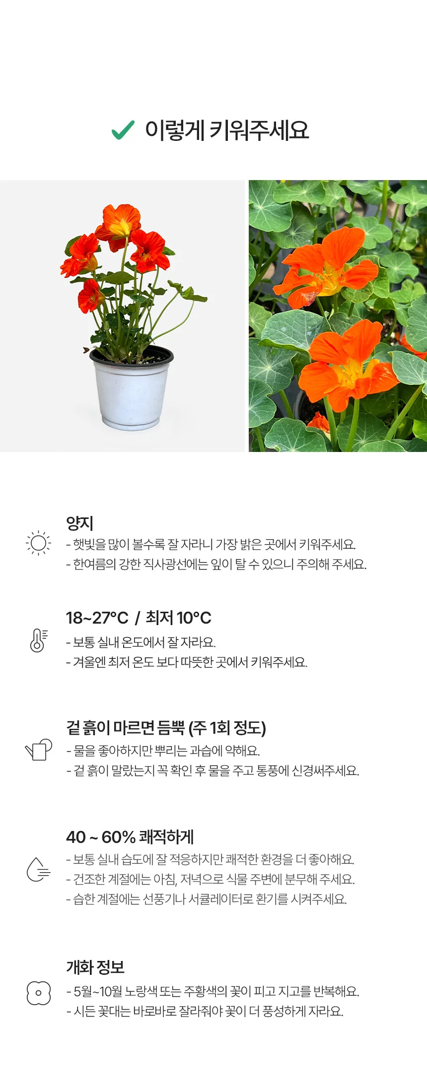 한련화 (소형) 상세4