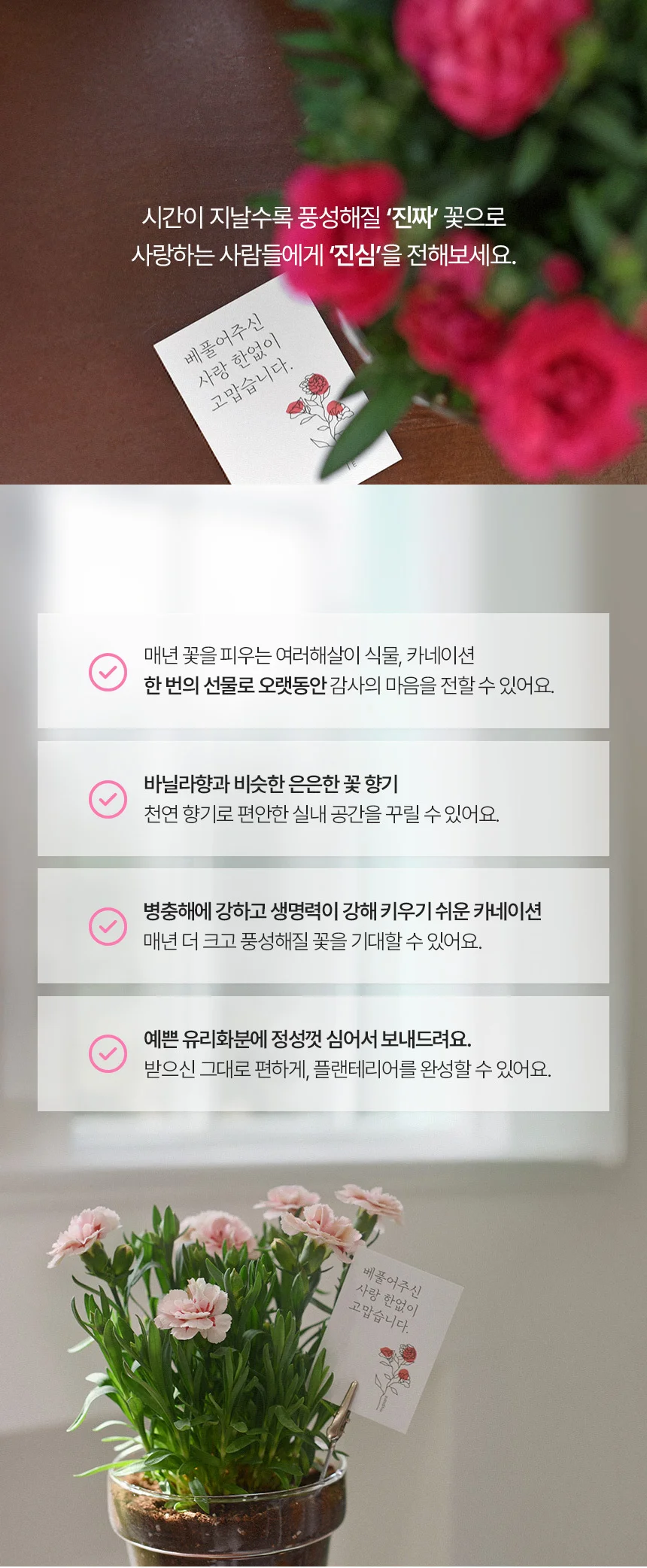 향카네이션 유리화분 식재 세트 상세2