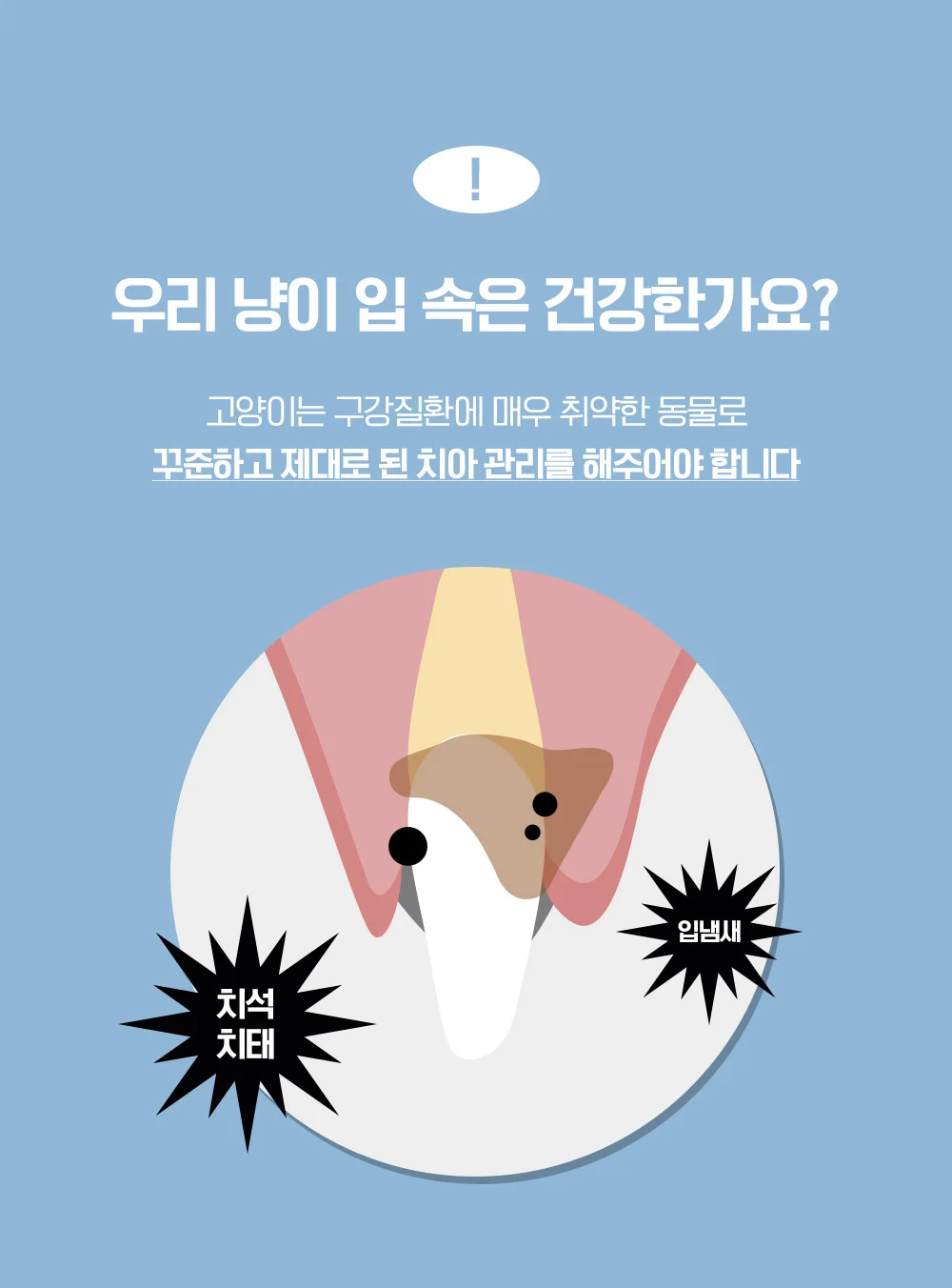 뚜또가또 초극세모 덴탈 칫솔/구강관리/클린칫솔 상세2