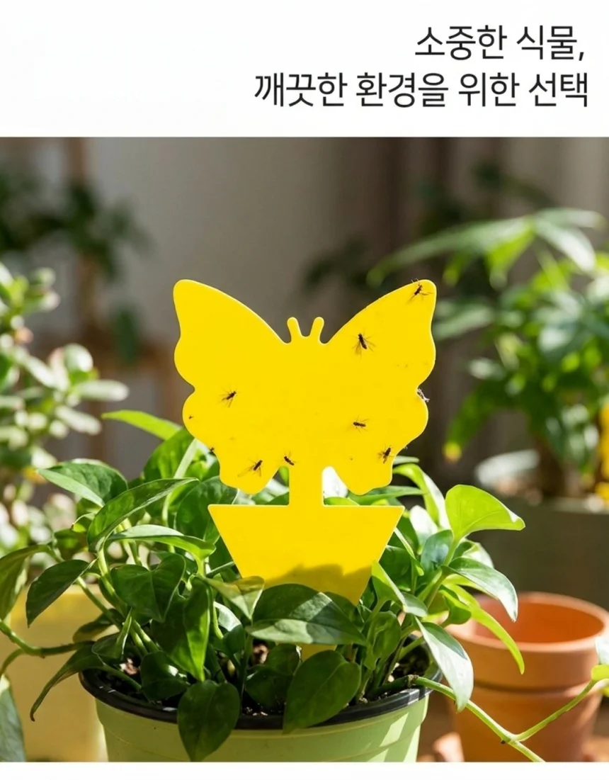 작은뿌리파리 끈끈이 트랩 식물 초파리 10P 상세1