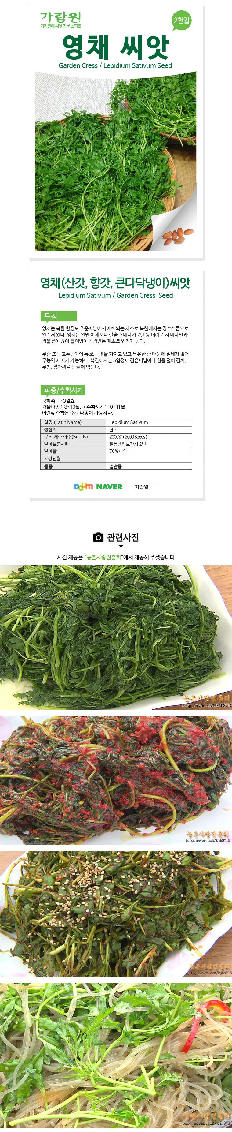 영채 씨앗 산갓 향갓 국내산 2000알 garden cress seed 상세1