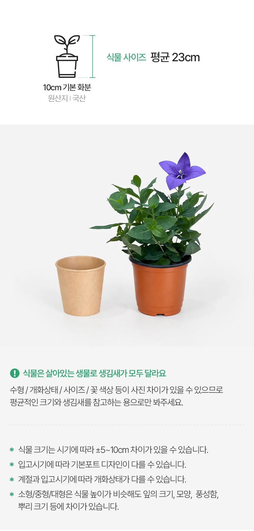 도라지꽃 (소형) 상세3