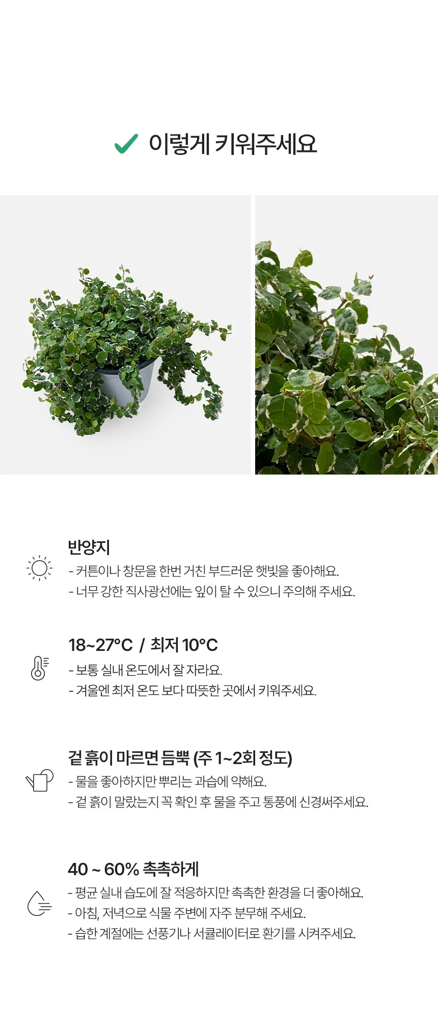 푸미라 (12호) 상세4