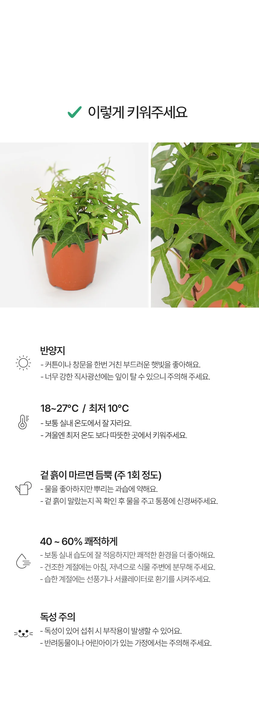 별아이비 (소형) 상세4