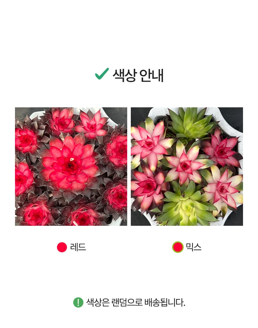 바위솔 (소형) 상세4