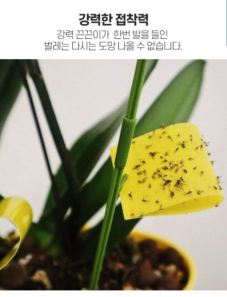 초파리 끈끈이 뿌리 트랩 날벌레 식물용 잡이 해충 실내 정원 포획기 상세3