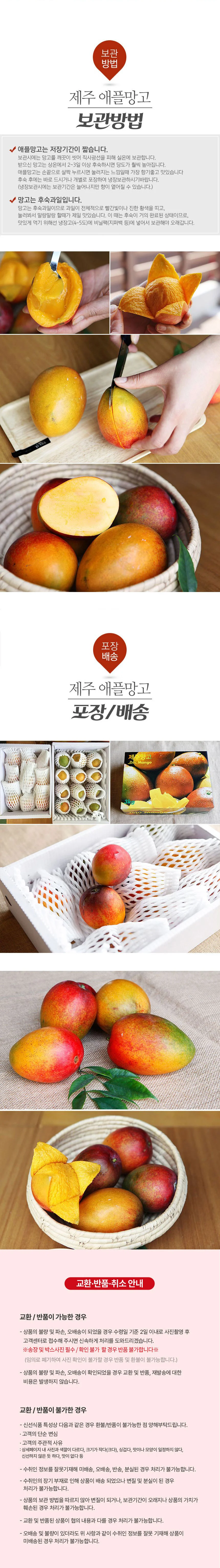 제주 애플망고 중과 1kg(250~330g 내외) 상세2
