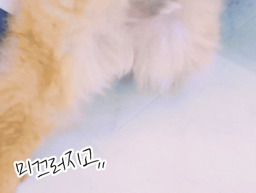 강아지 발바닥 보호 패치 슬개골 미끄럼 방지 댕풋 케어 상세3
