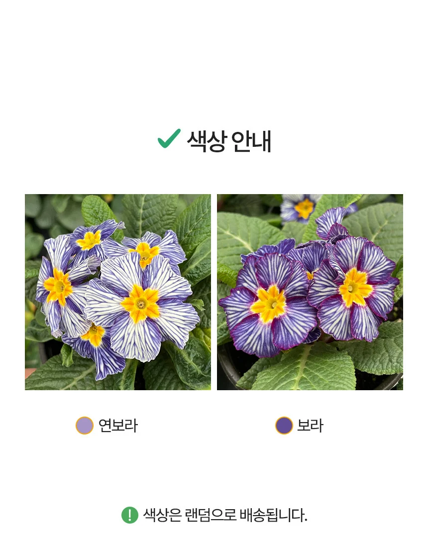 지브리 앵초 (소형) 상세4