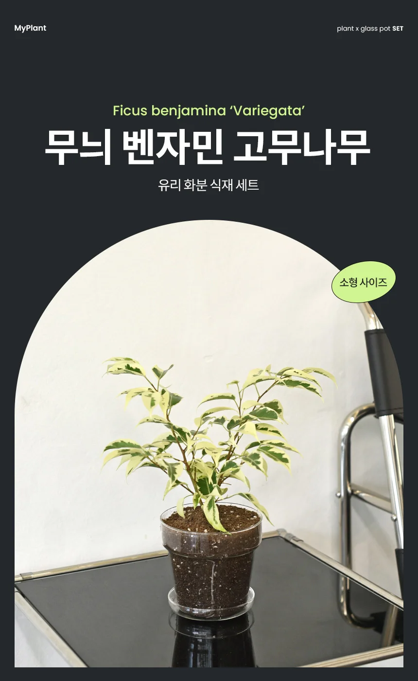 무늬벤자민 유리화분 받침세트 상세2