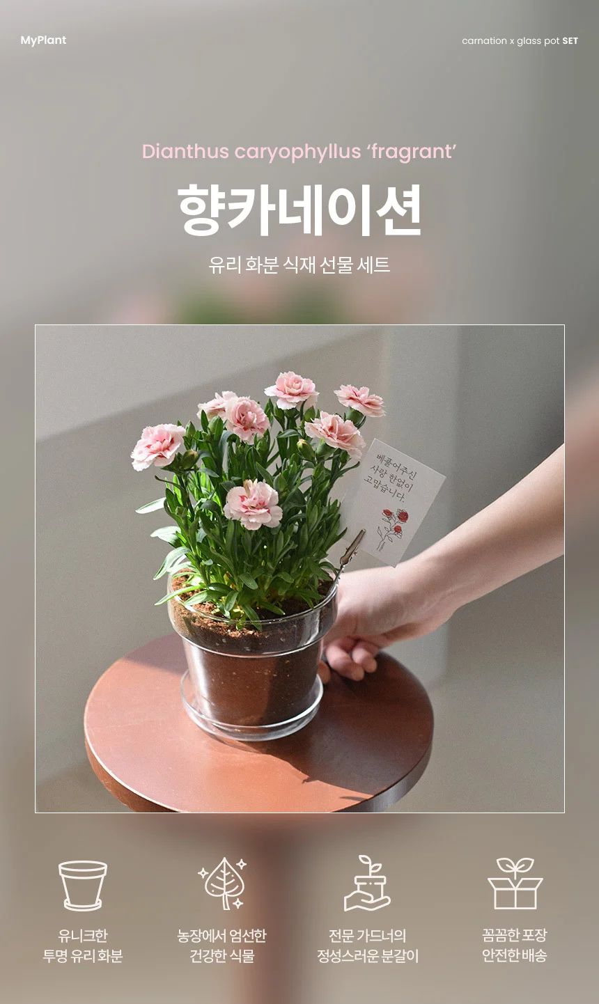 향카네이션 유리화분 식재 세트 상세1