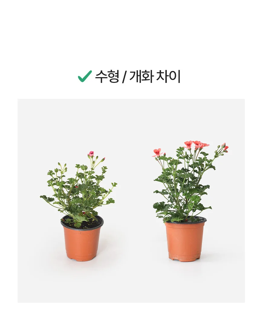 오렌지랜디 (소형) 상세4