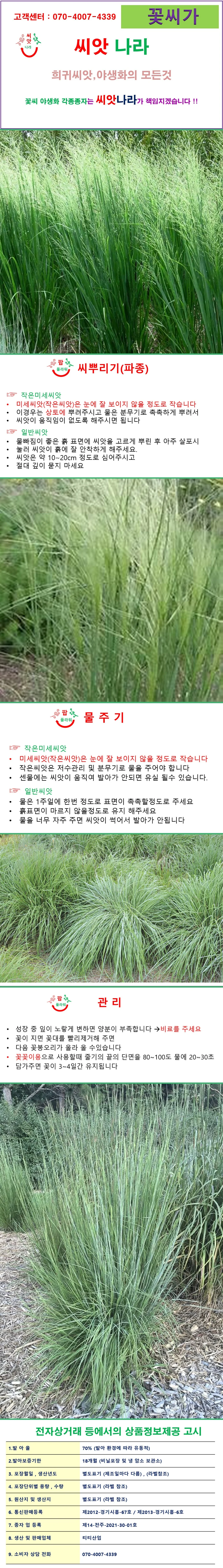 실버스위치그라스 30립 상세1