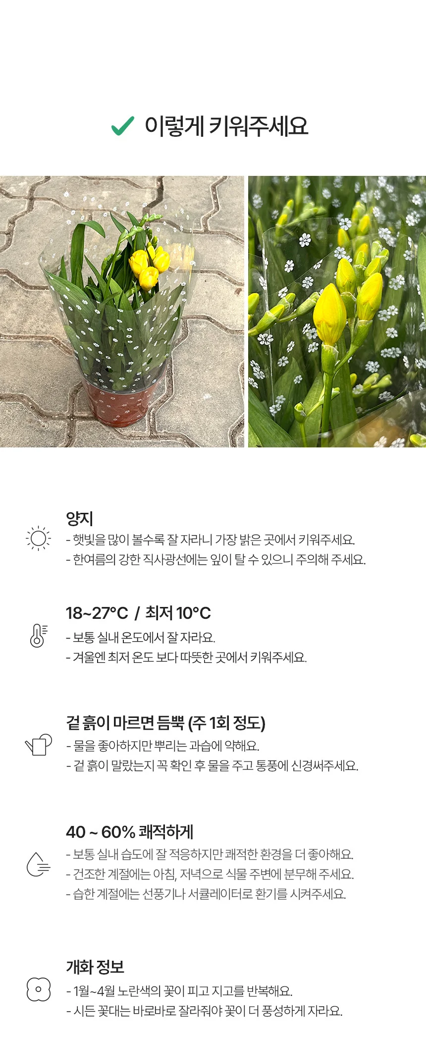 프리지아 (소형) 상세5