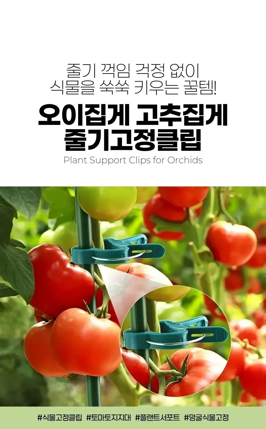 식물 고정클립 소 중 식물클립 지지대클립 상세1