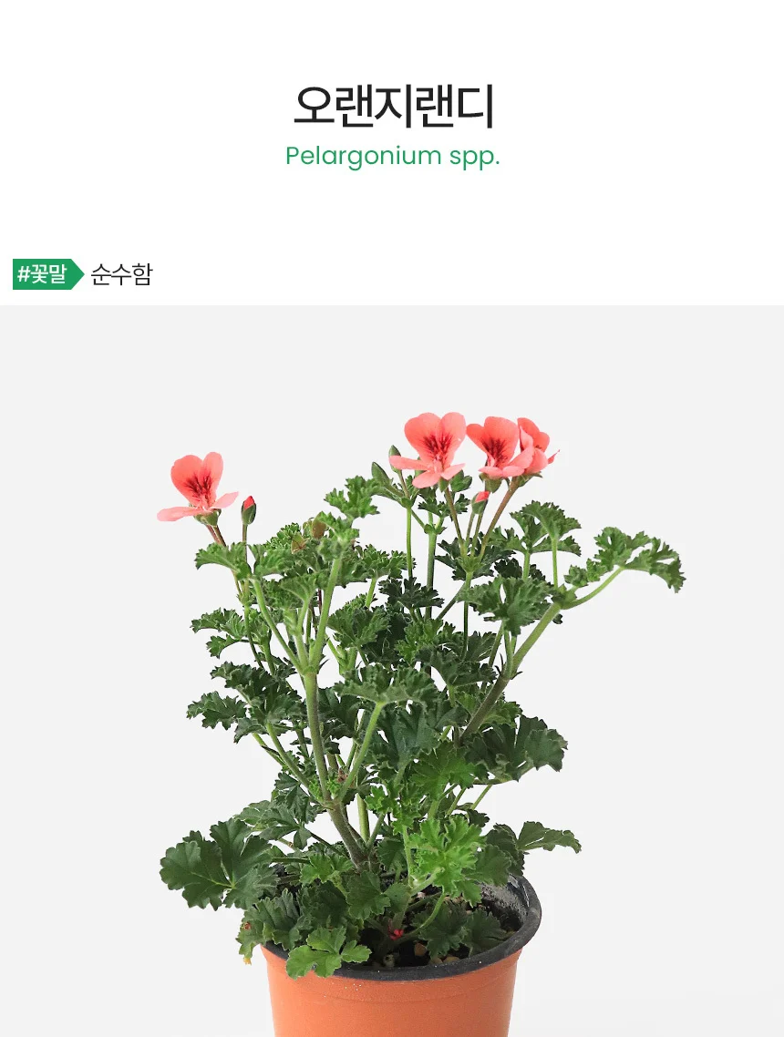 오렌지랜디 (소형) 상세2