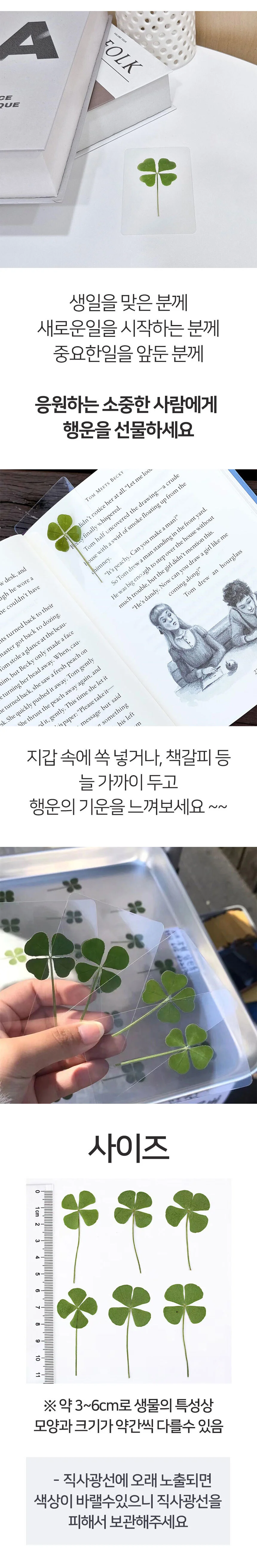 네잎클로버 코팅 카드 행운 기원 책갈피 압화 선물 상세2