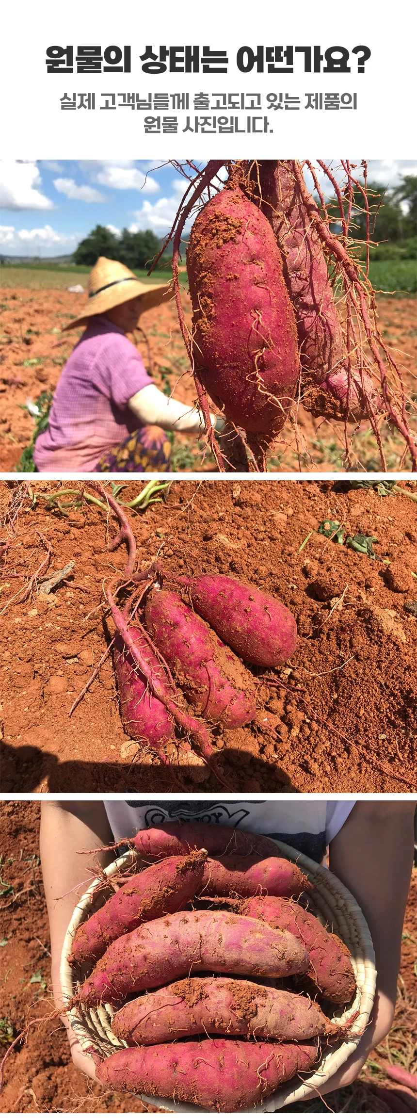 해남 고압살균 세척 고구마 3kg (중상) 상세3