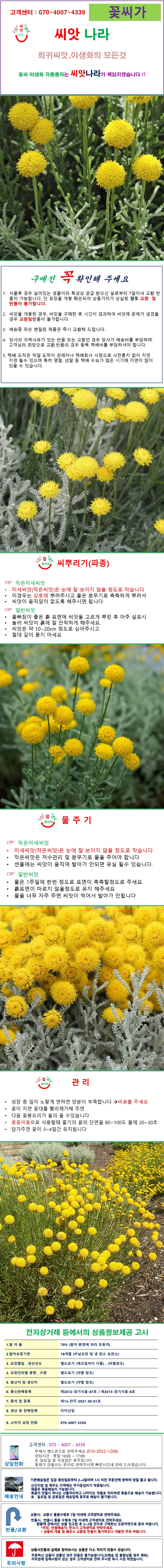 코튼라벤더산토리나 그린씨앗 25립 상세1