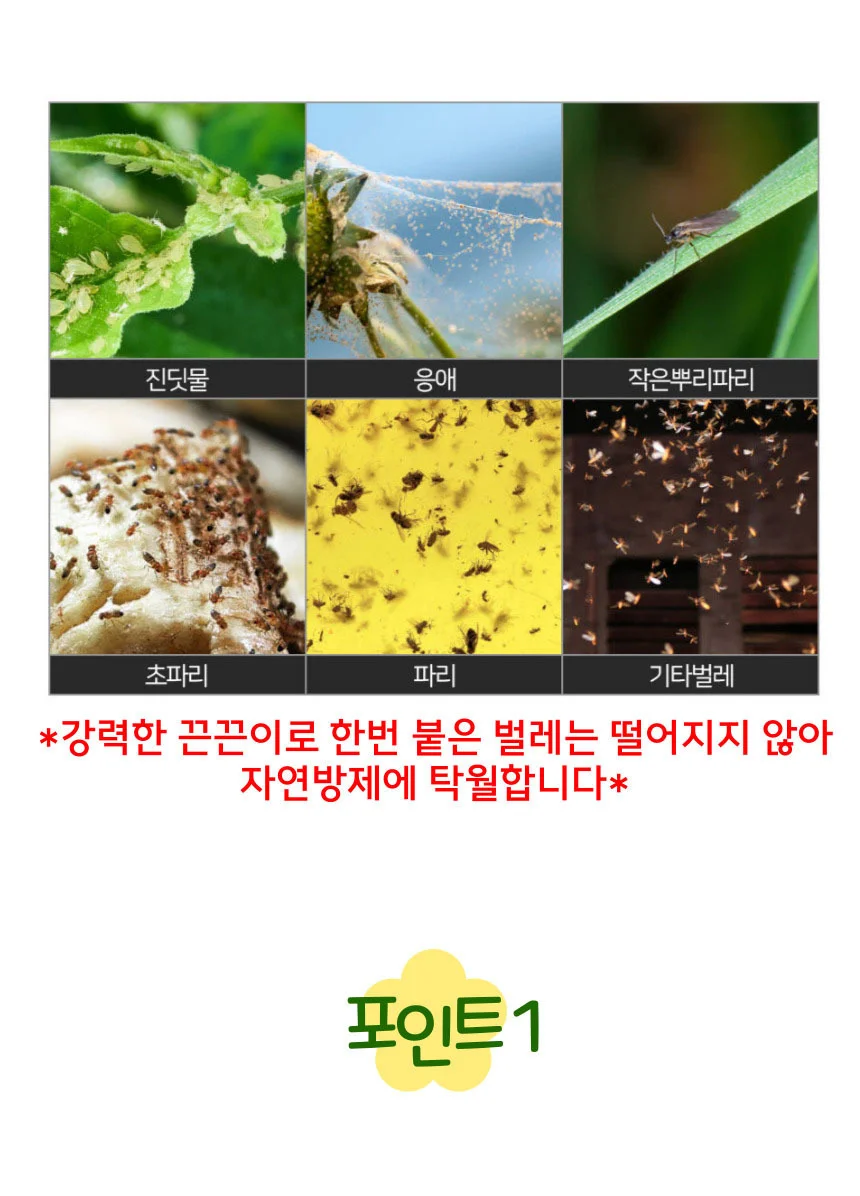 뿌리파리 파리 날파리 초파리 화분 끈끈이트랩 상세4