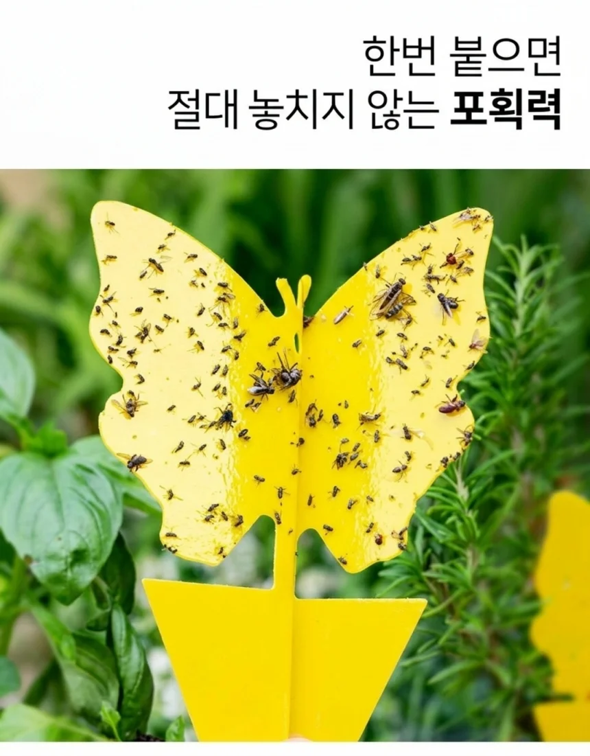 작은뿌리파리 끈끈이 트랩 식물 초파리 10P 상세4