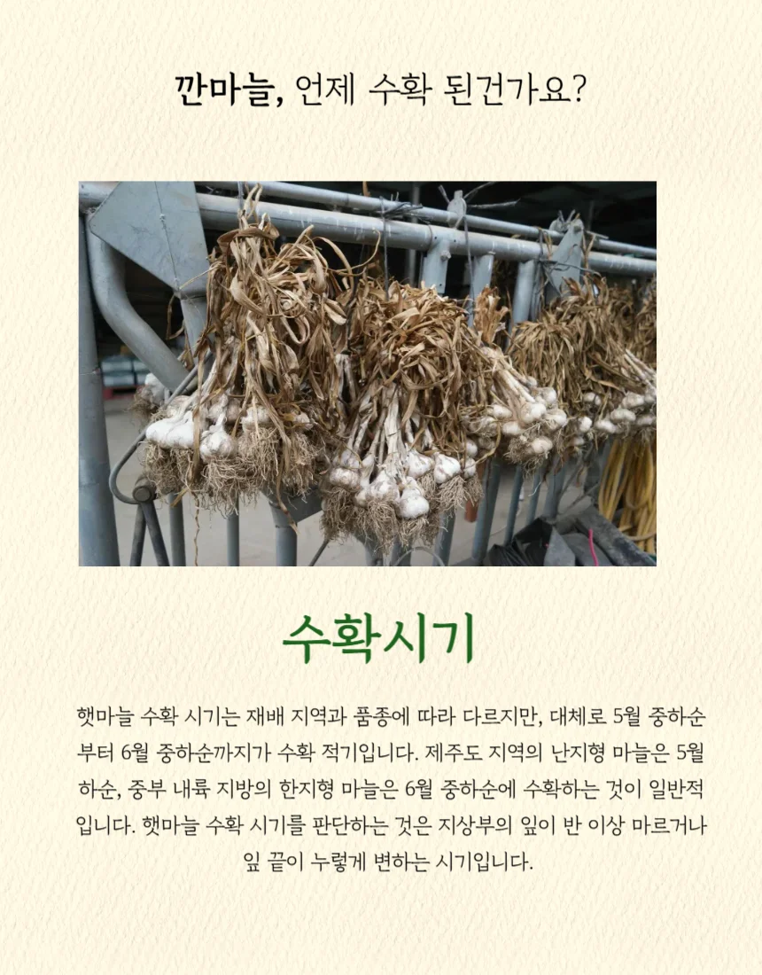 푸디픽 국내산 근본 깐마늘 대 1kg 상세2