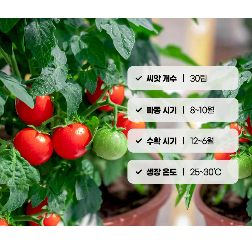 땅딸이 미니 토마토 씨앗 30립 상세2