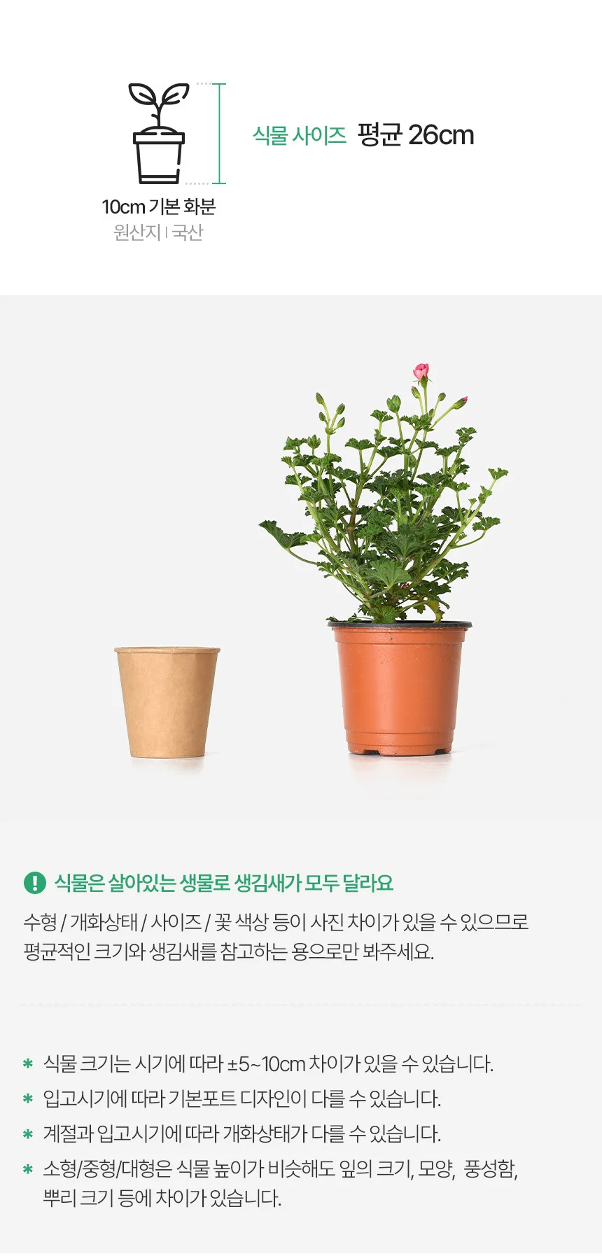 오렌지랜디 (소형) 상세3
