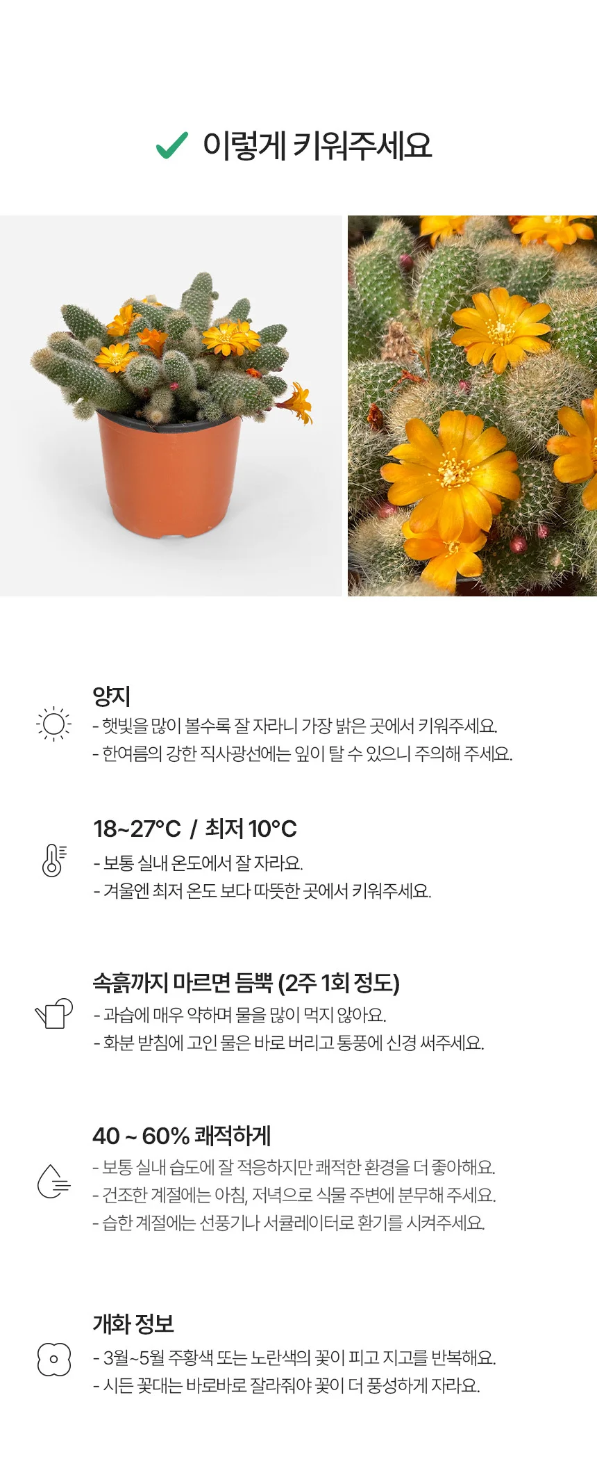 레부티아 헬리오사 선인장 (소형) 상세5