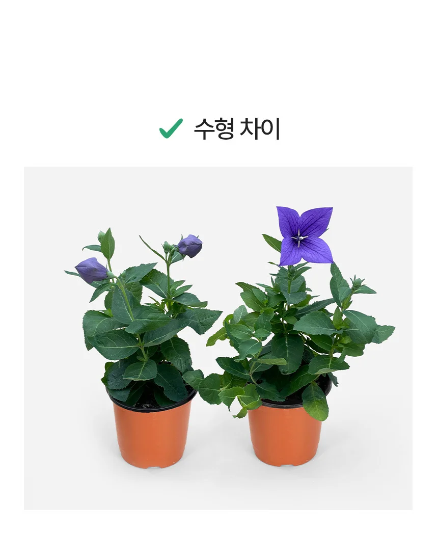 도라지꽃 (소형) 상세4