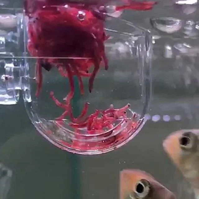 아크릴 생먹이 피딩컵 어항먹이컵흡착 수족관먹이그릇