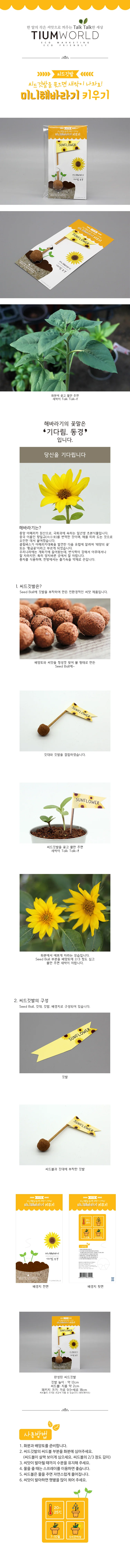 씨앗깃발 미니해바라기 채소키우기 키우기쉬운식물 꽃씨앗 실내식물키우기 상세1