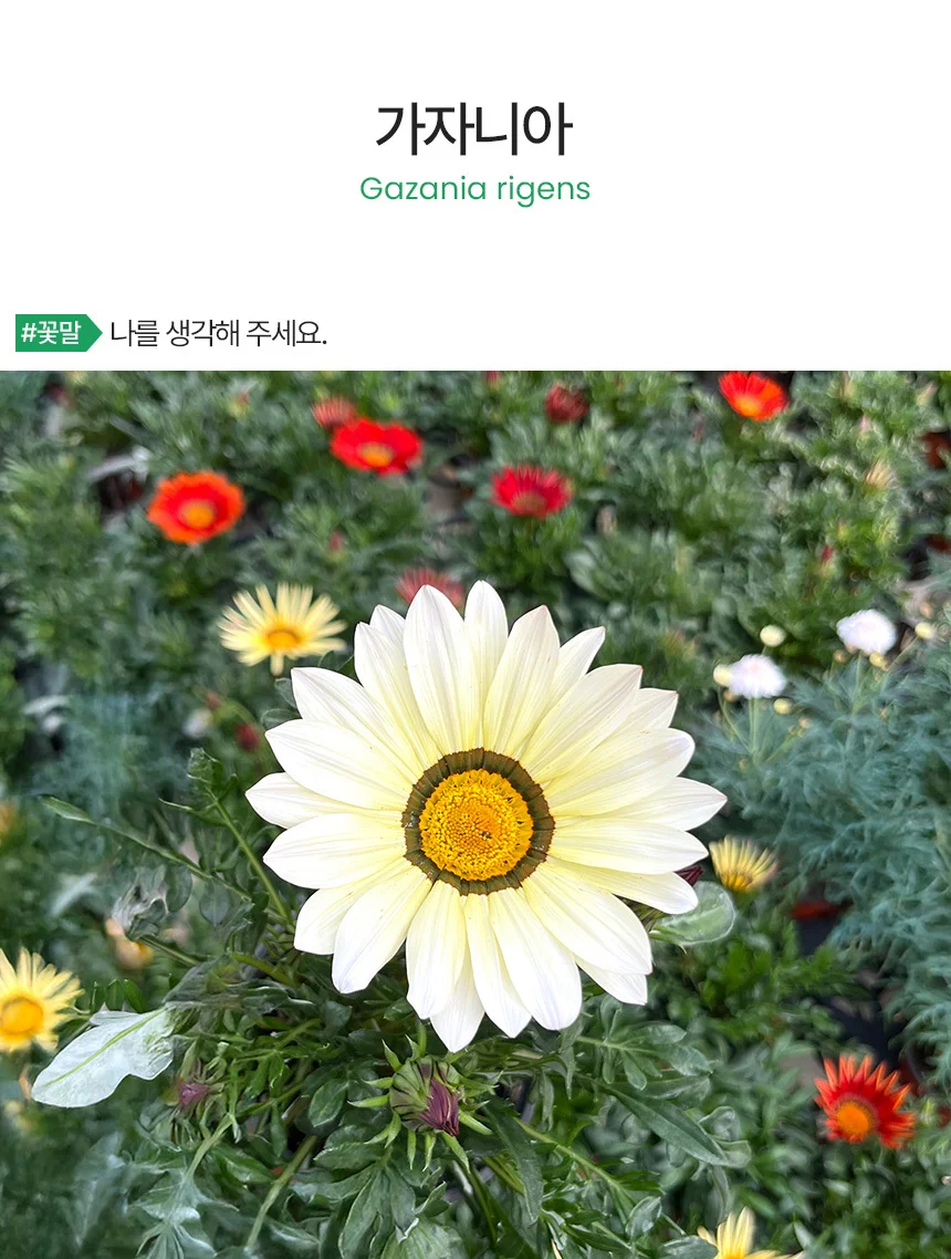 가자니아 (소형) 상세2