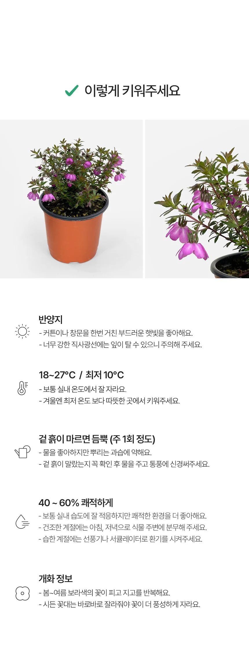 바우에라 루비오이데스 (소형) 상세4