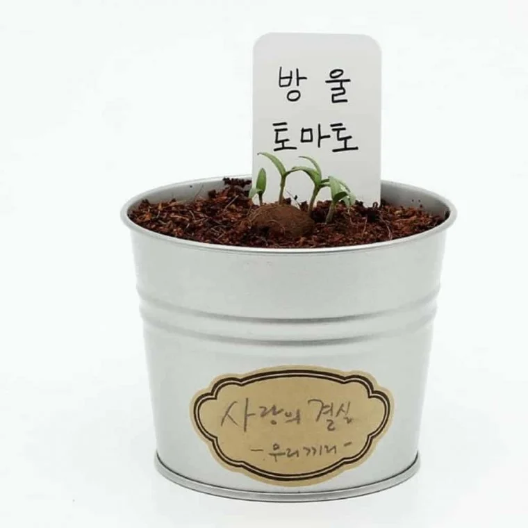 그로우캔 방울토마토 방울토마토키트 씨앗화분 원예키트 식물키우기키트