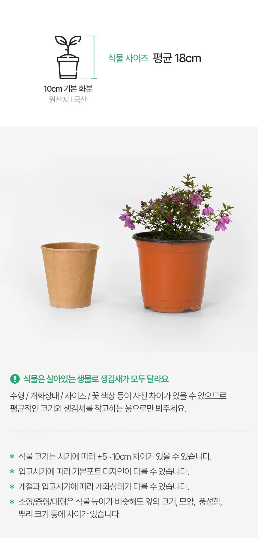 바우에라 루비오이데스 (소형) 상세3